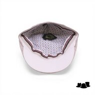 Portaluri ivy pet crossover linnen zand mele